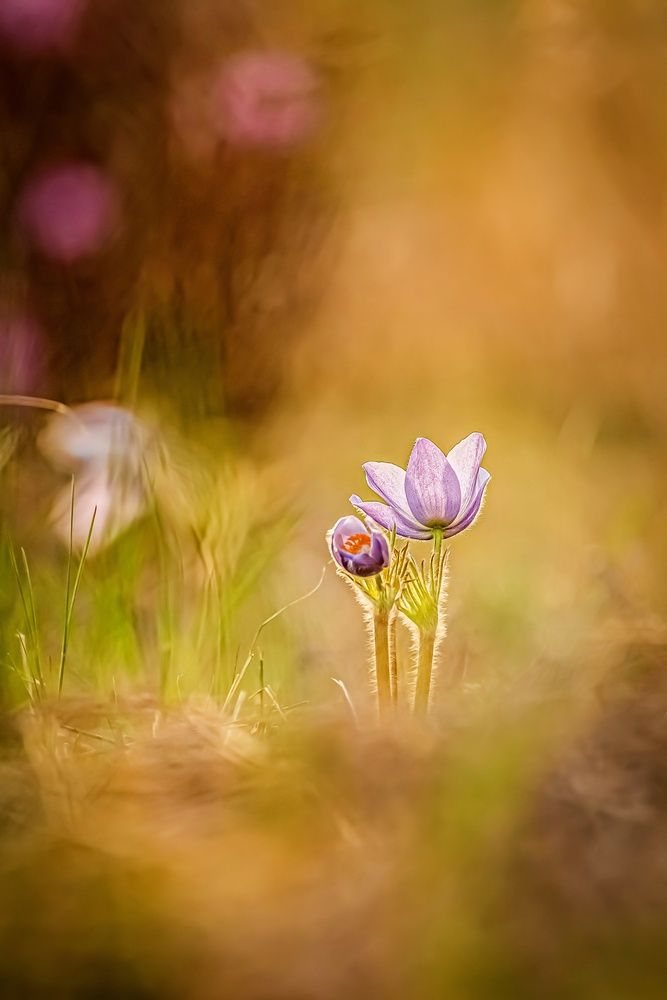 Photograph by Виктория Лобанова