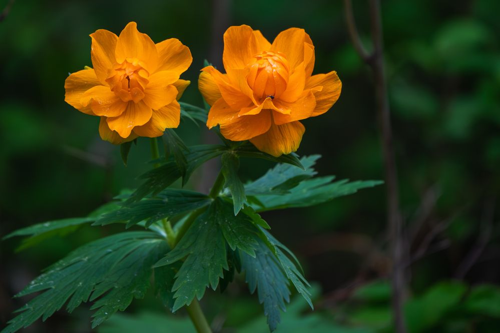 Photograph by Андрей Бородкин