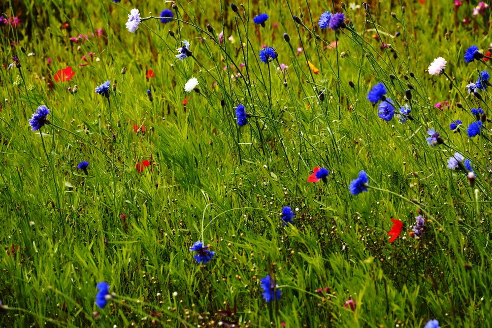 Photograph by Ernest Spiteri Gonzi