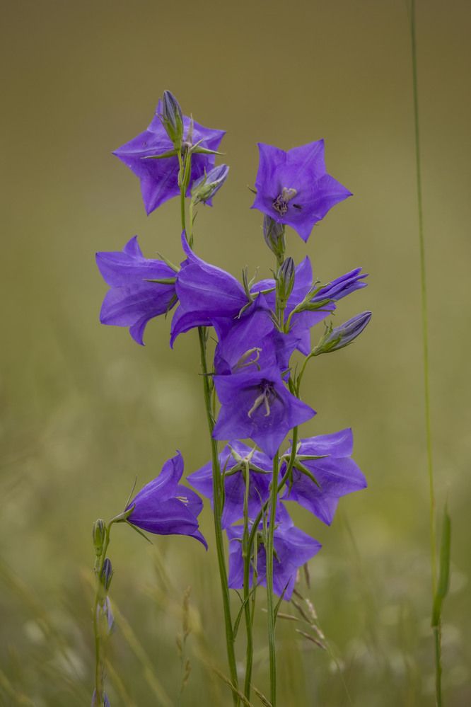 Photograph by Елена Перминова