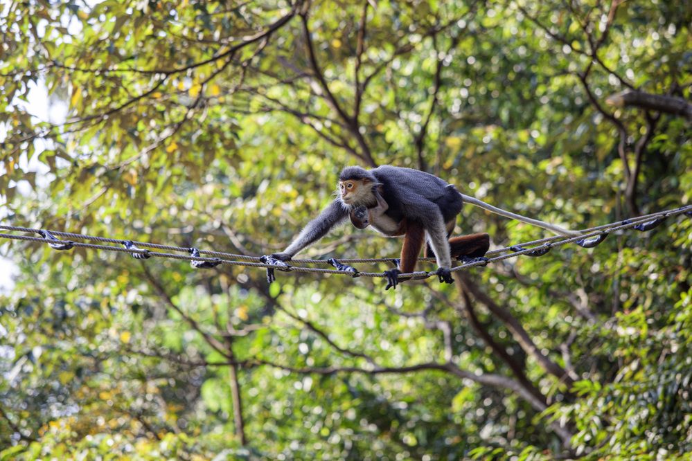Mother and child red-shanked douc langurs crossing the wire