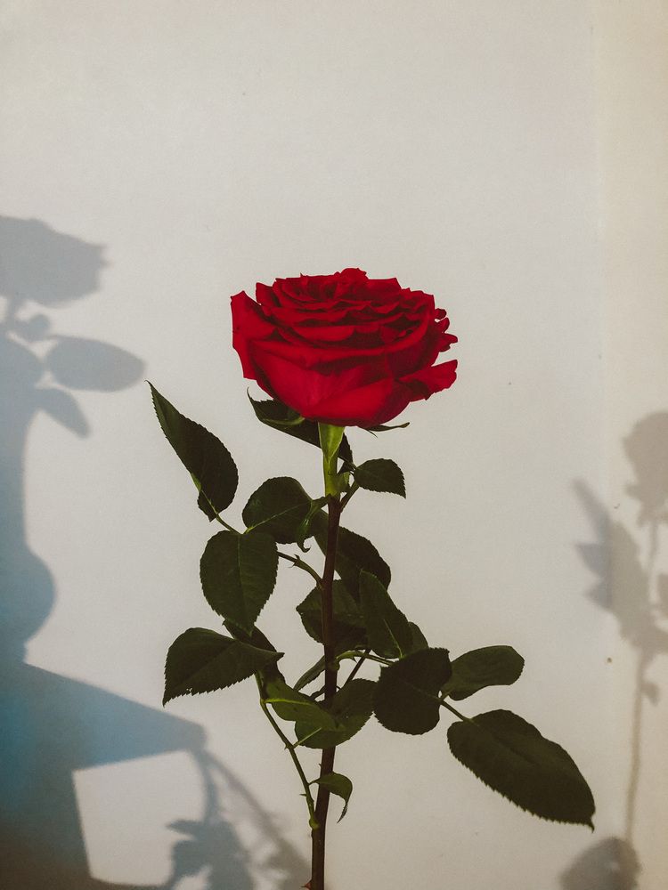 Photograph by Анастасия Короленко