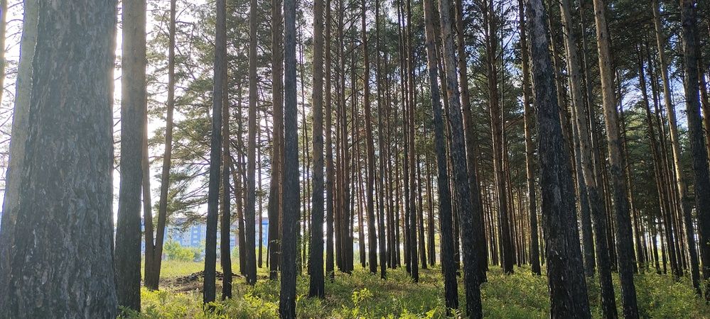 Вечерний лес в свете солнца