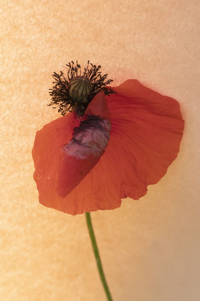 Photograph by Юлия Панова