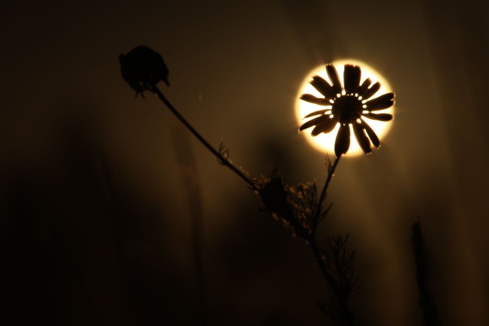 Photograph by Тимофей Петров