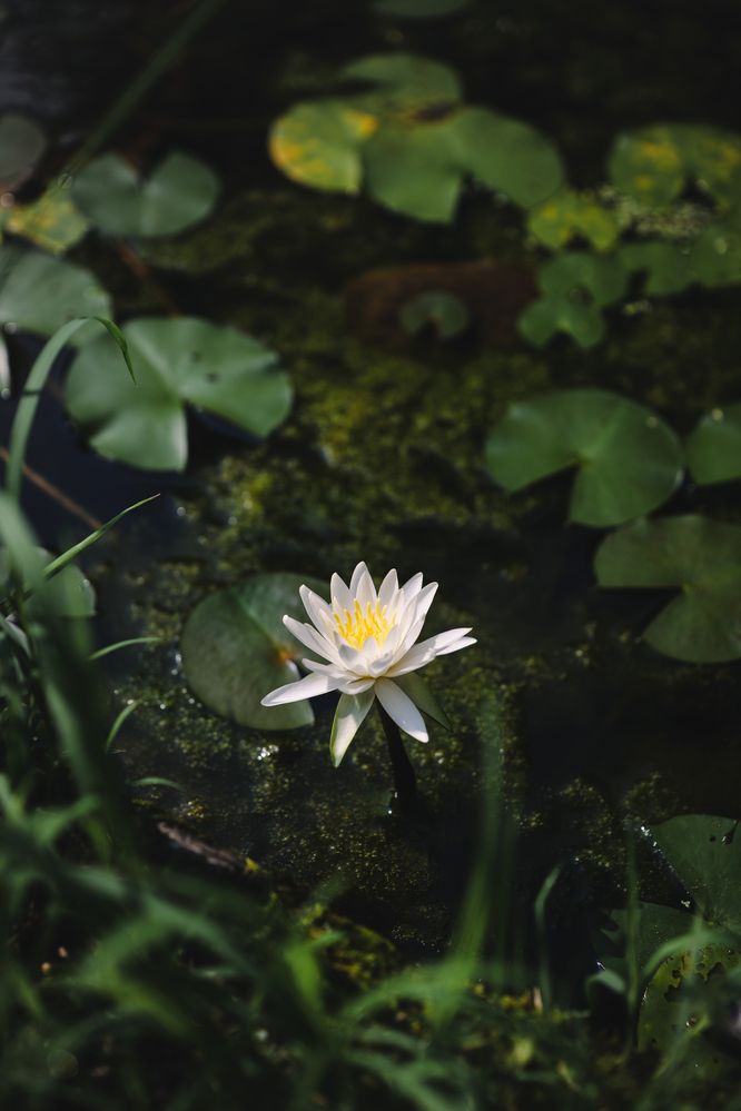 Photograph by LuqK