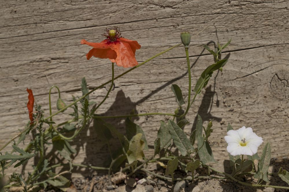 Photograph by Юлия Панова