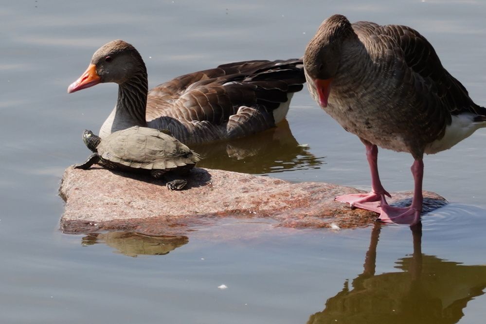 The Tortoise and the Two Wild Geese