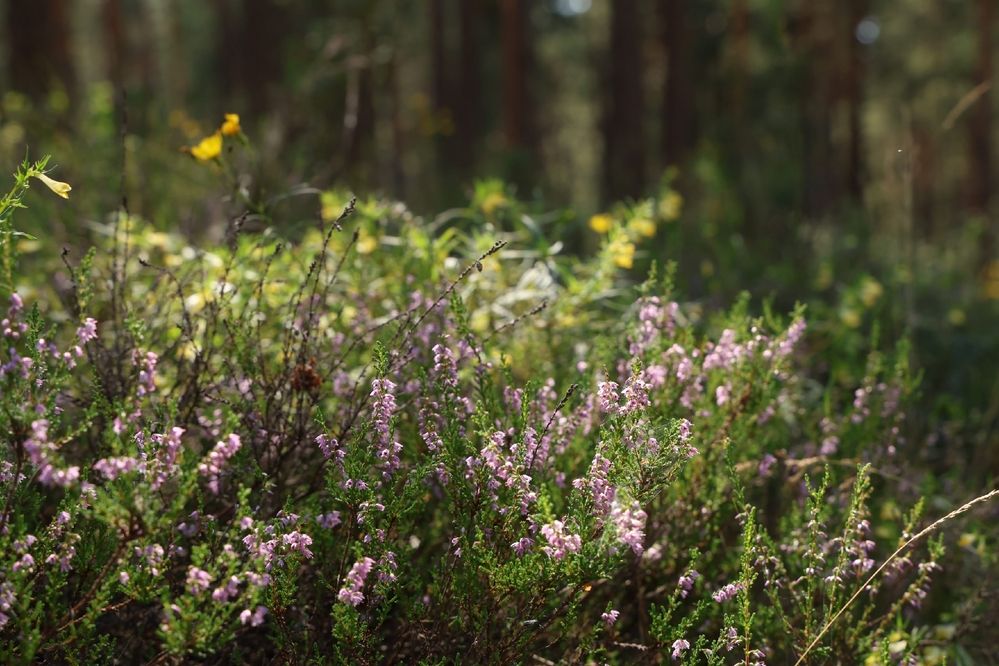 Photograph by Марина Иванникова