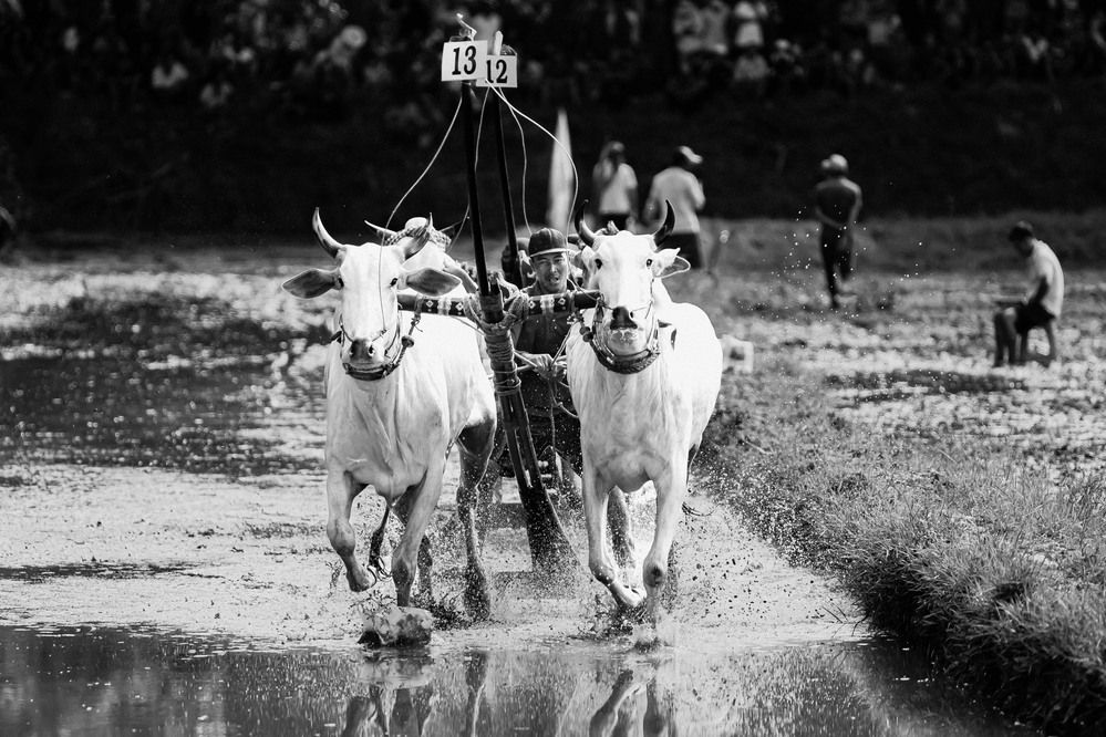 Фотография автора QUAN NGUYEN HUNG