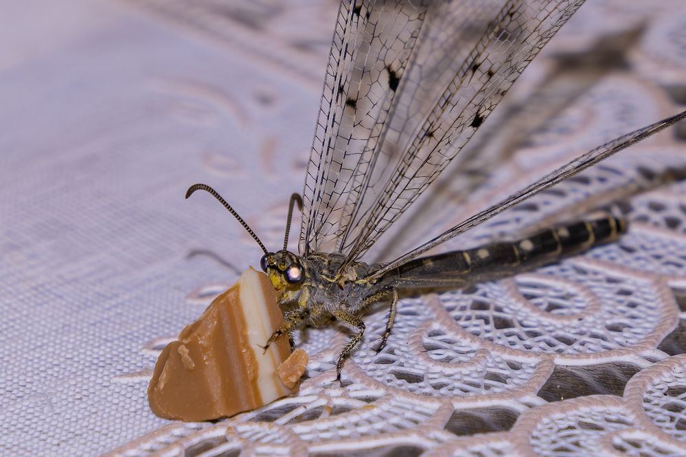 Photograph by Михаил Косолапов