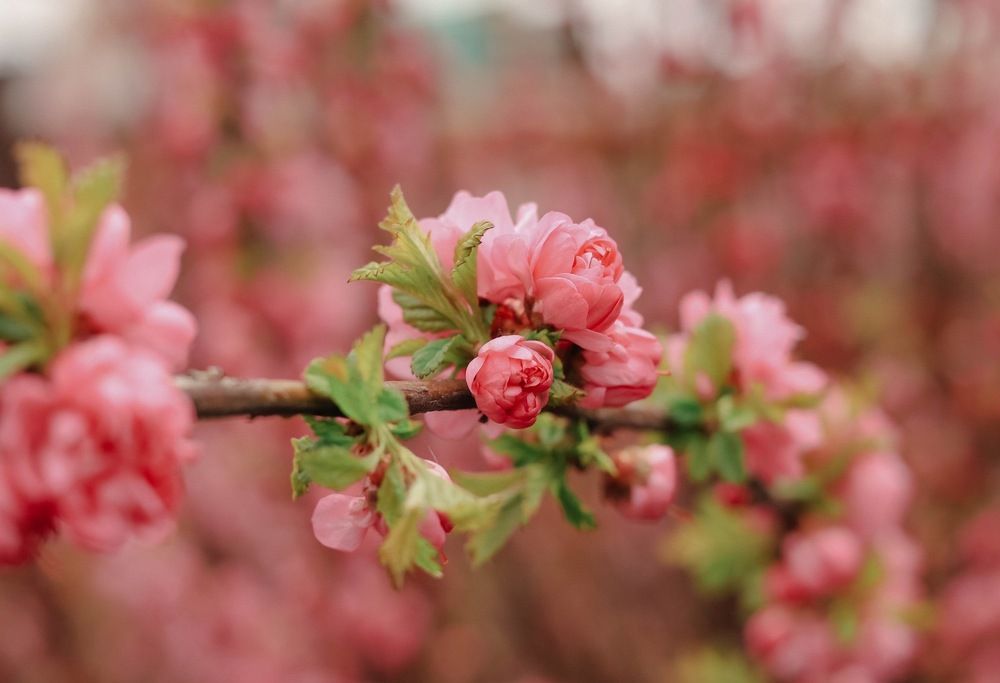 Photograph by Наталья Лобанова