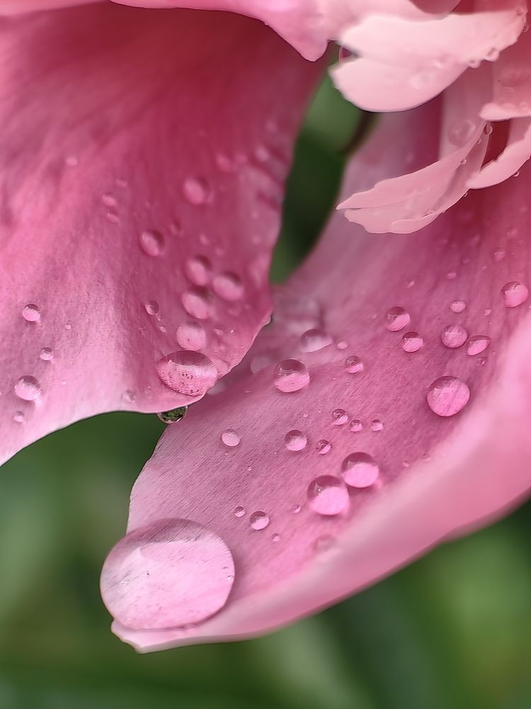 Photograph by OLGA MIKHNEVICH