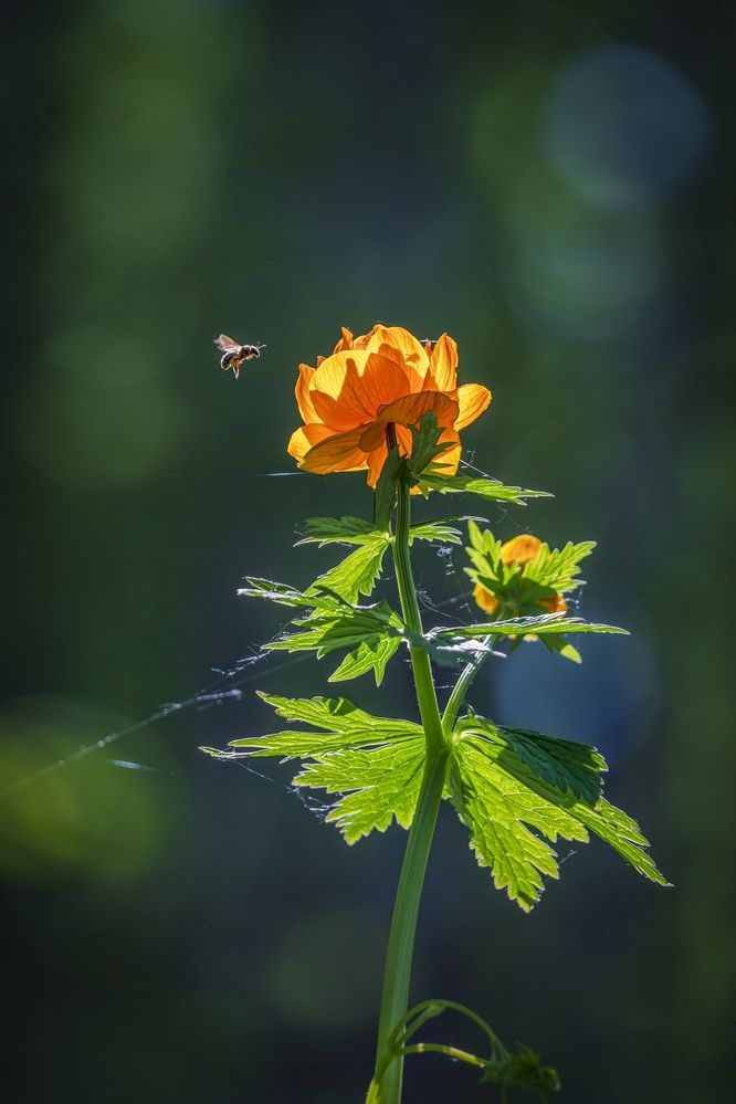 Photograph by Анатолич