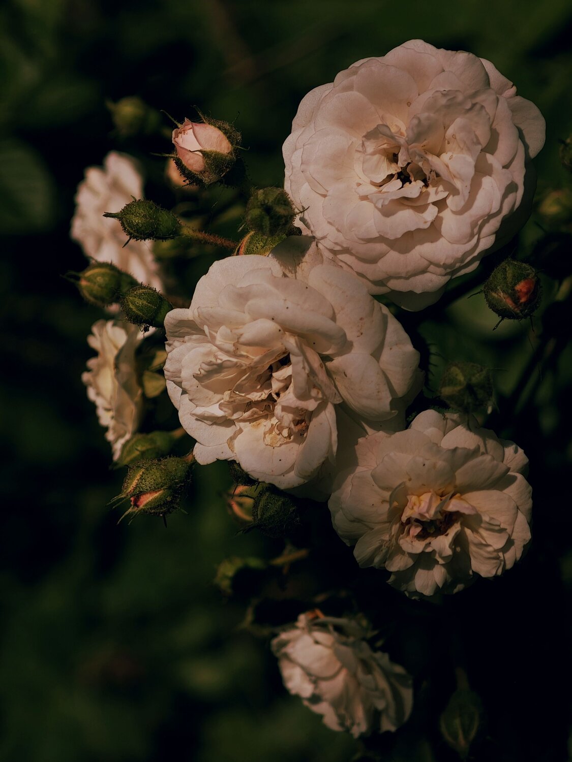 Photo #12502754