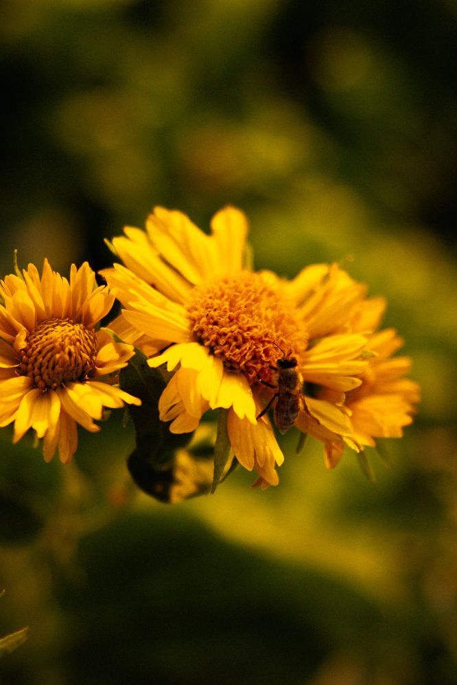 Photograph by Валентина Сабий