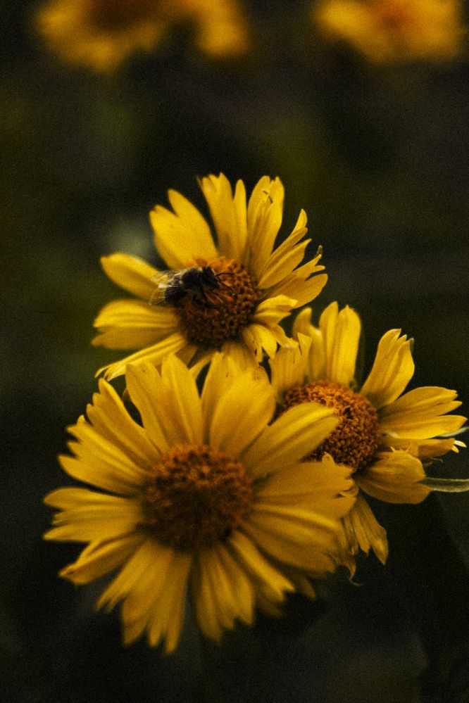 Photograph by Валентина Сабий