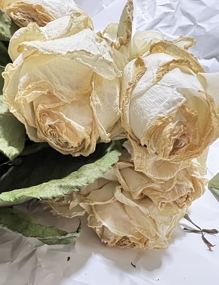 Фотография автора Diana