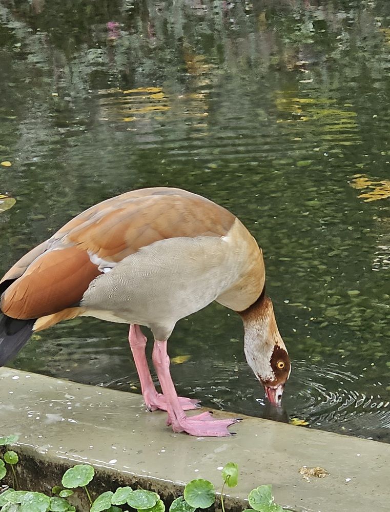 Фотография автора Oksana Podgorodetska