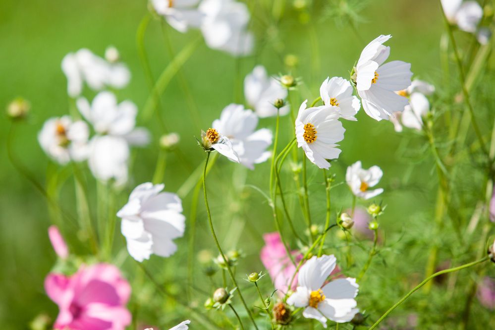 Photograph by Алексей Пирязев