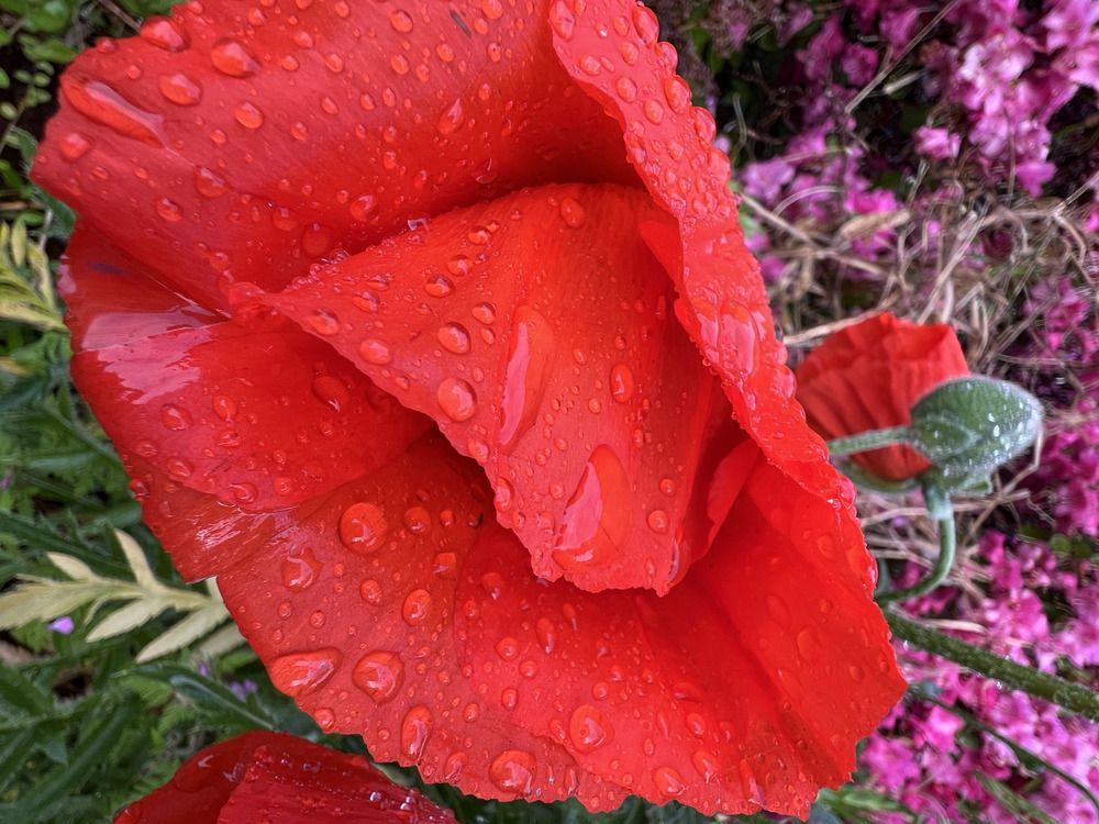 Фотография автора Diana