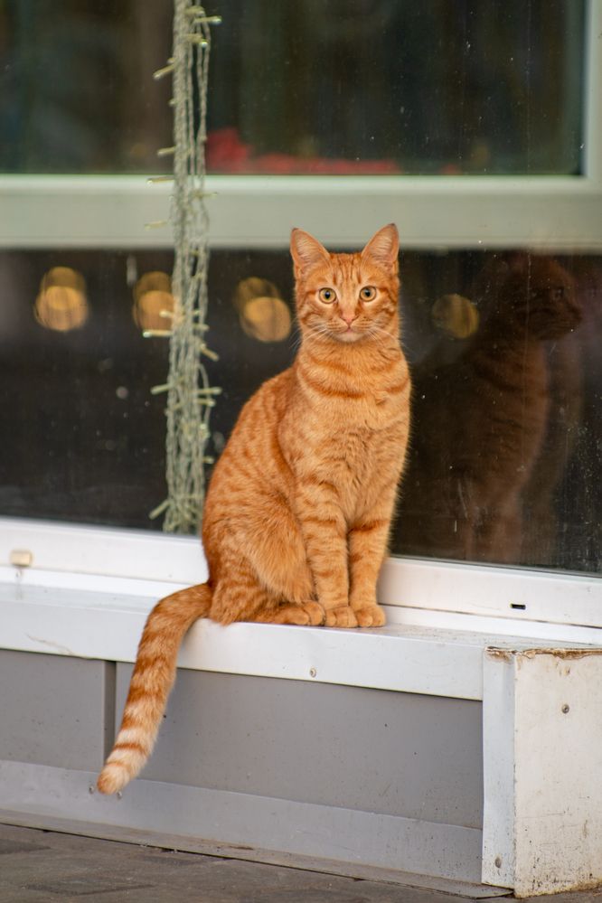 Молодой рыжий кот