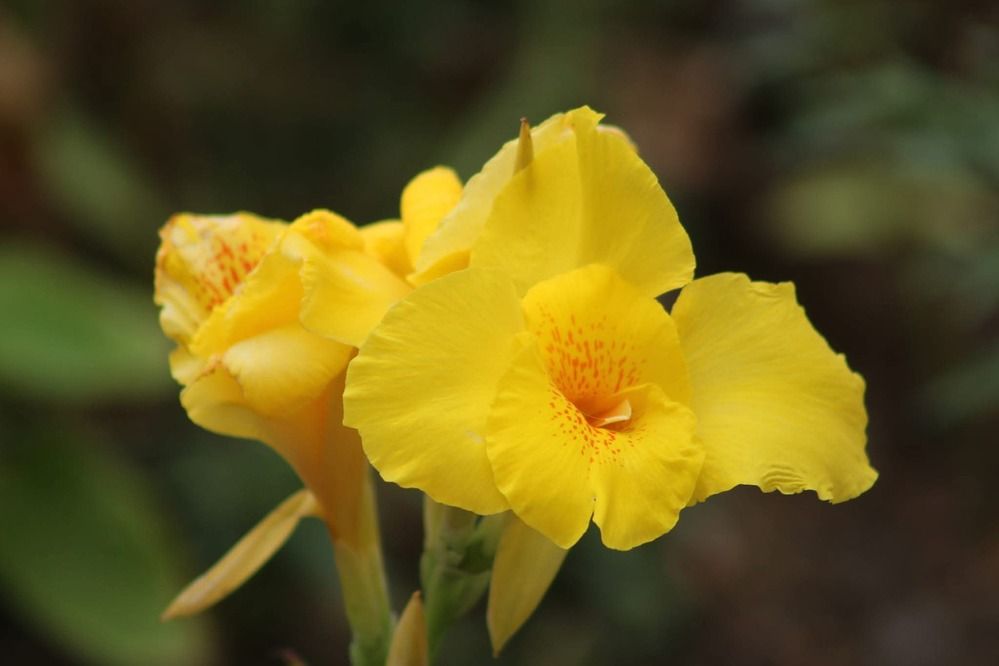 Фотография автора Mariami Sanishvili