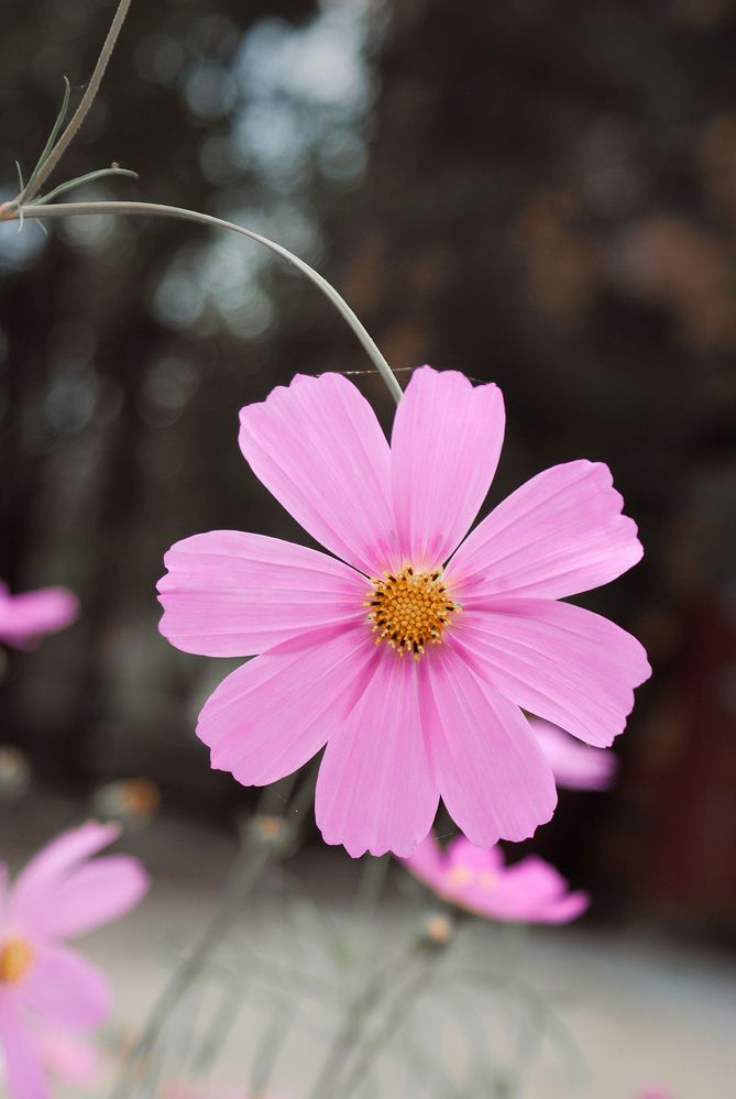 Photograph by Светлана Прокофьева