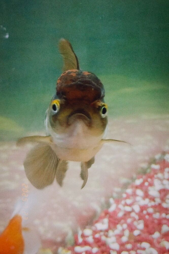 Photograph by Савина Анастасия Николаевна