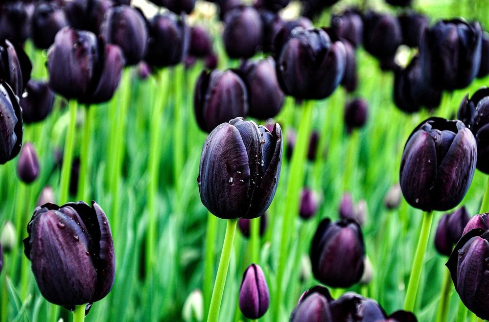 Фотография автора Ковяк Сергей Васильевич