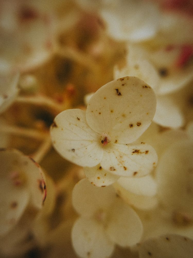 Photograph by Алёна Горошко