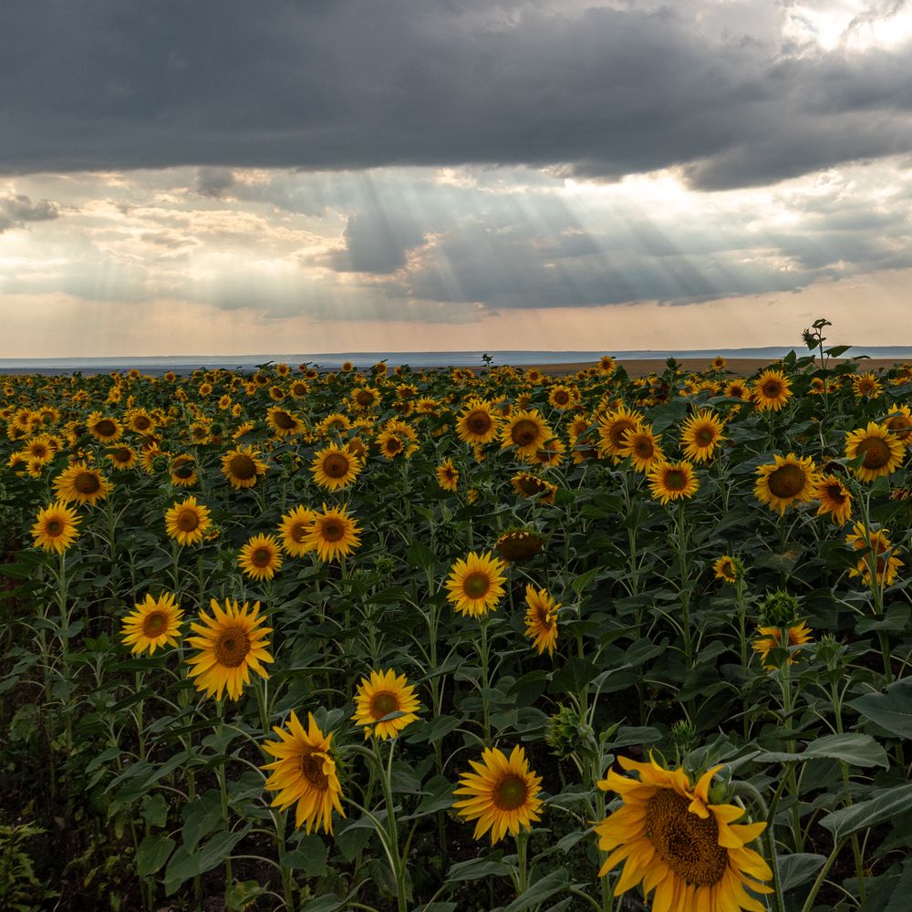 Photograph by Lapin Vitaly