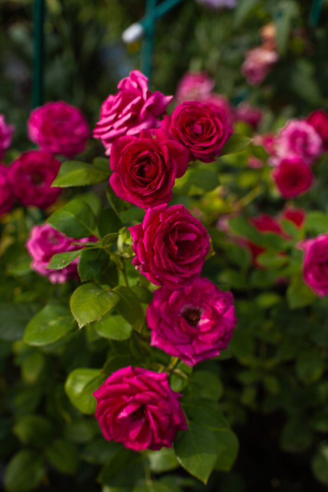 Photograph by Евгения Гуляева