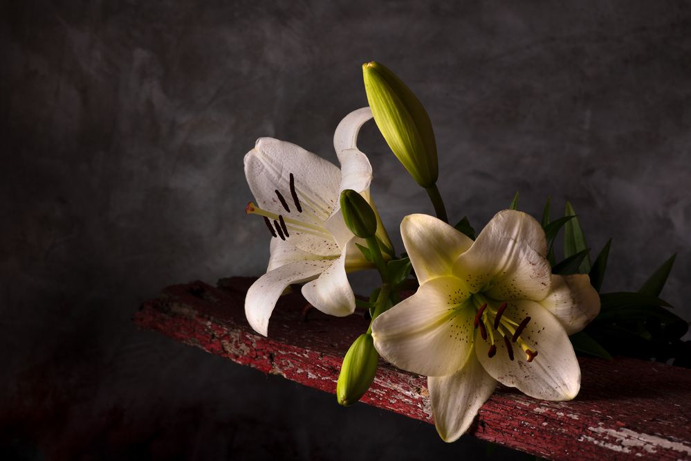 Photograph by Виктор Лебедь