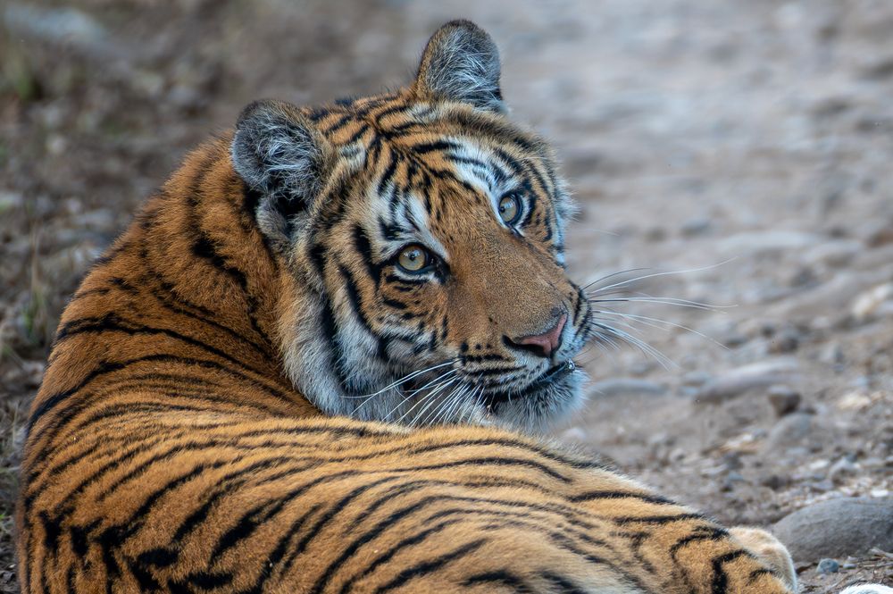 Photograph by Atul Sharma