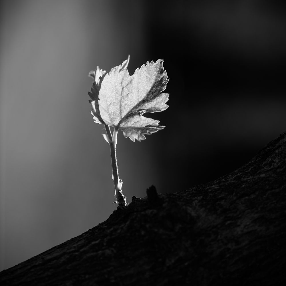 Photograph by Андрей Черненко
