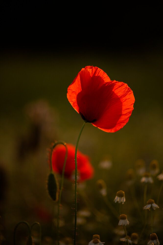 Photograph by Maja Esch