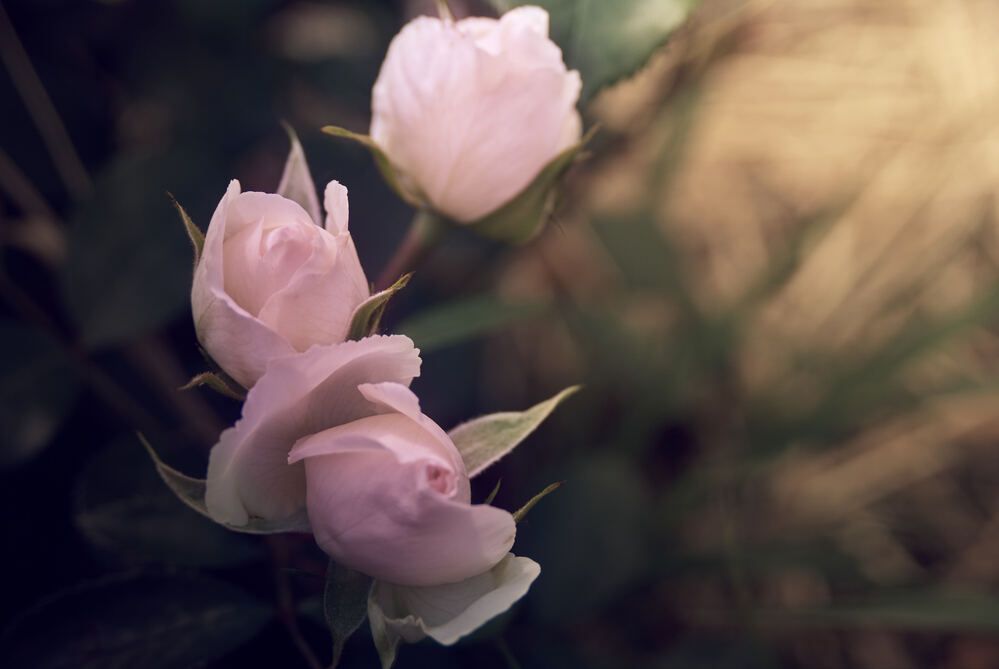 Photograph by Константин Громов