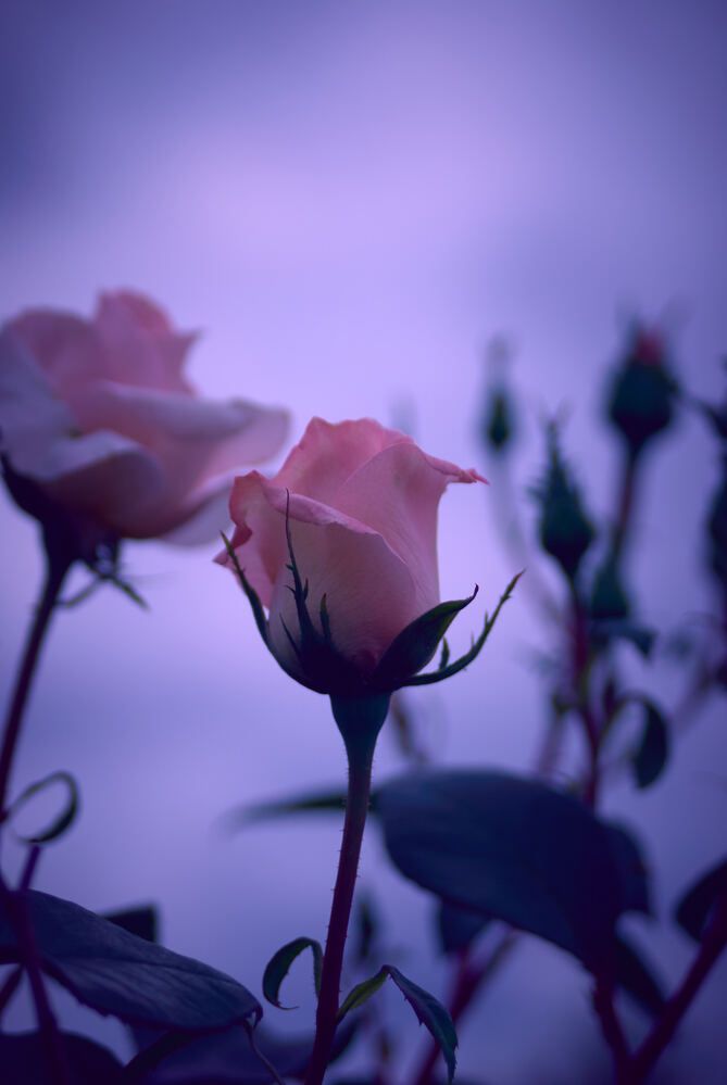 Photograph by Константин Громов