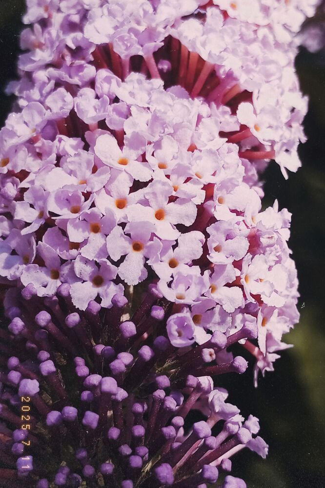 Photograph by Савина Анастасия Николаевна