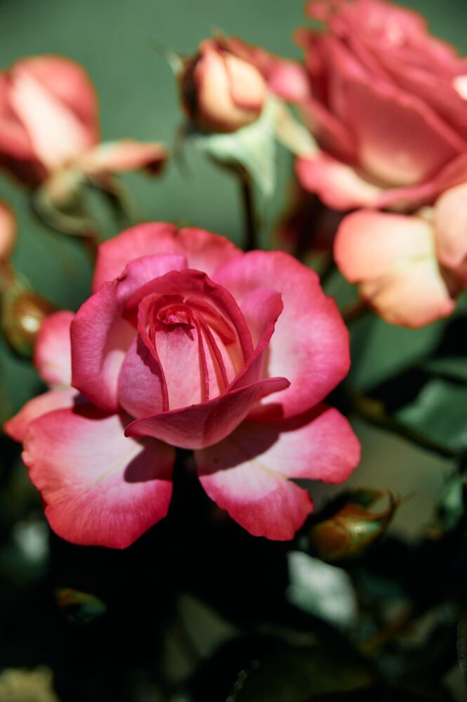 Photograph by Константин Громов