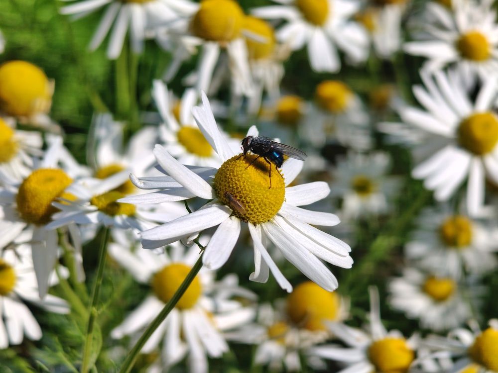 Photograph by Нина Кольман