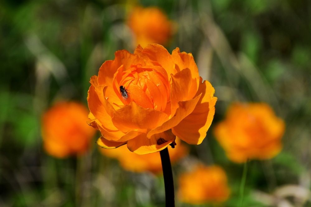 Photograph by Нина Кольман