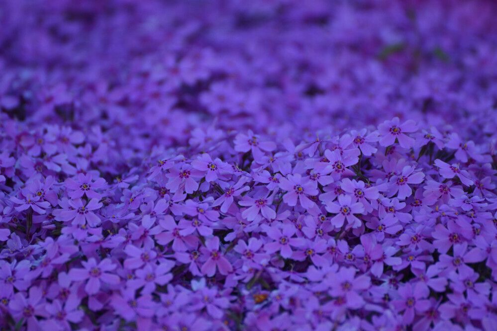 Photograph by Максим Шевченко