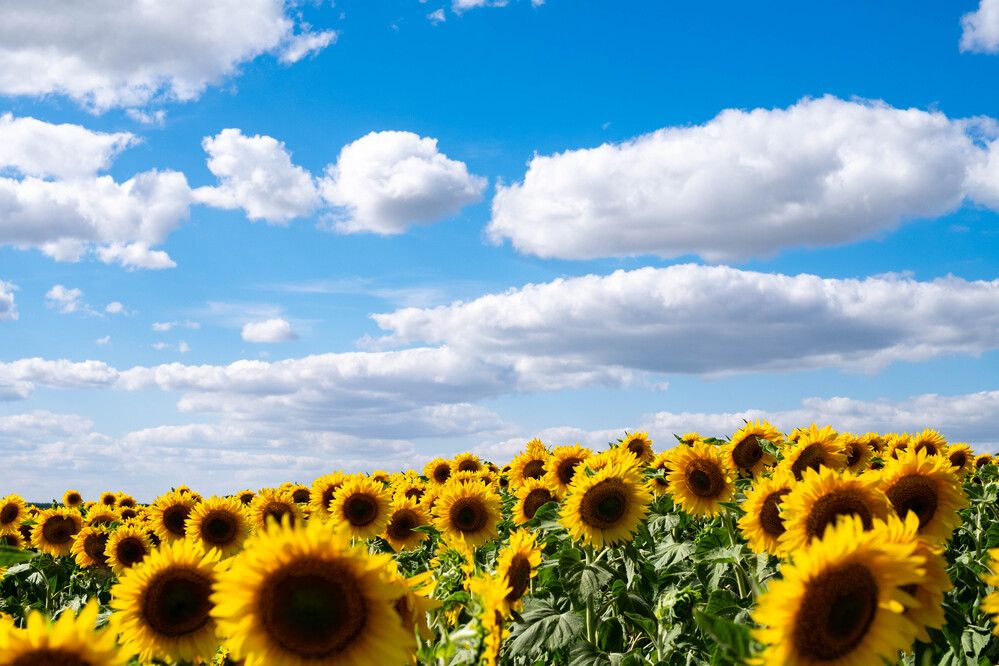 Photograph by Максим Шевченко