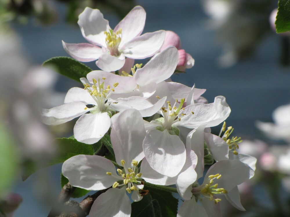 Фотография автора Кузьмичева Екатерина Васильевна