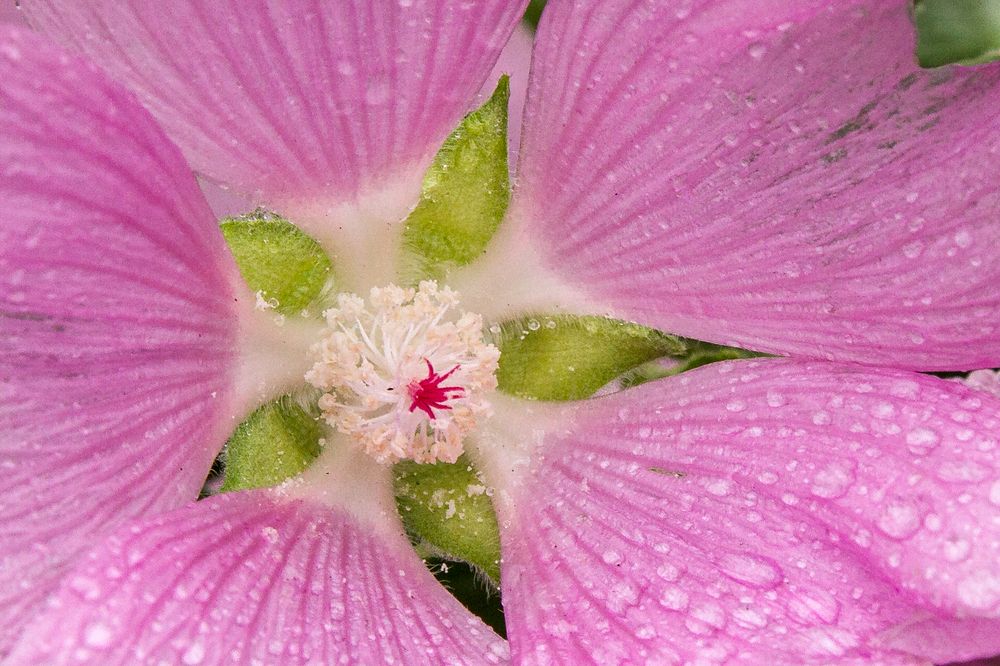 Фотография автора Вячеслав Коробов