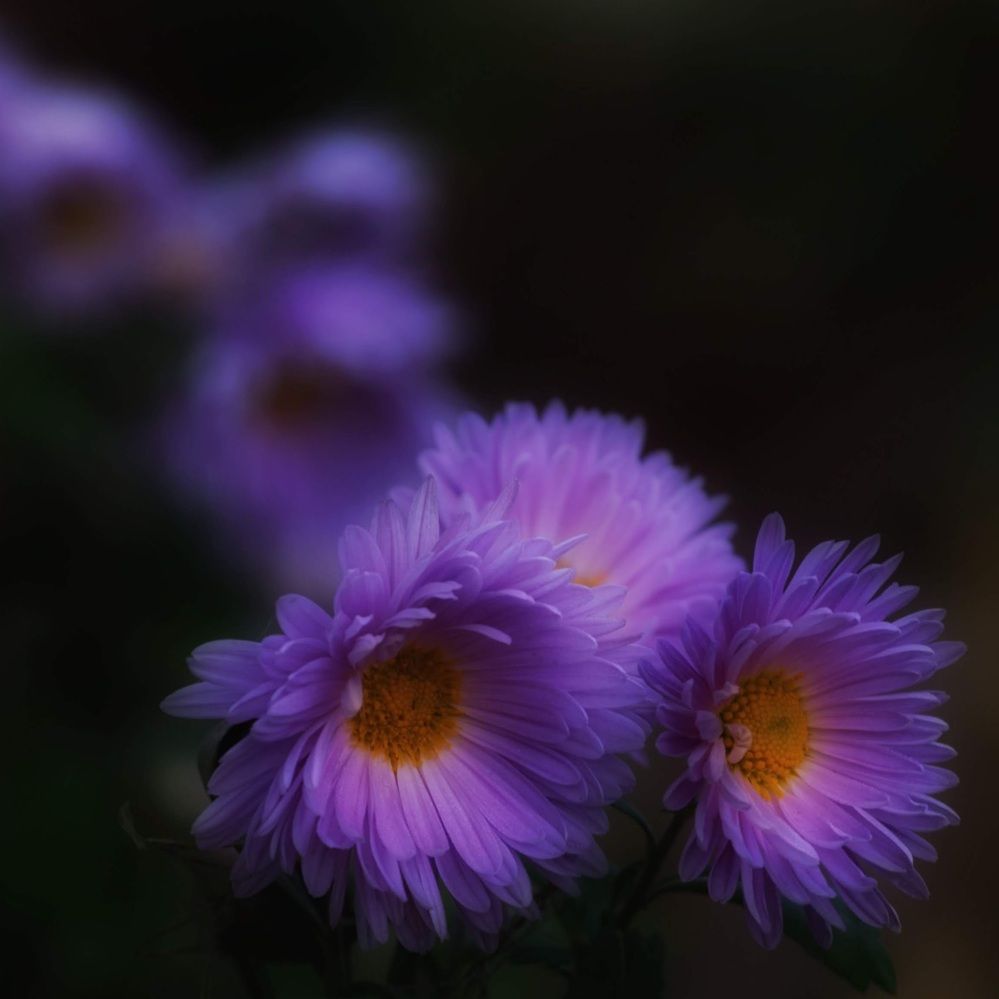 Photograph by Ксения Шилина