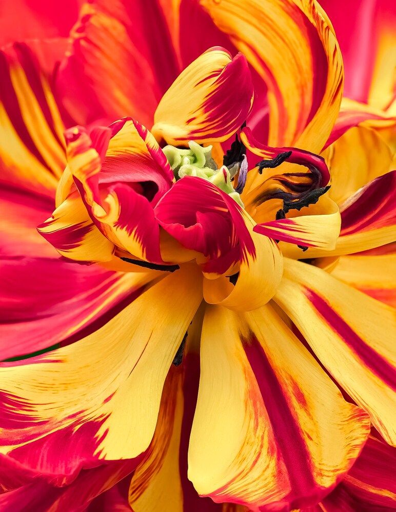 Фотография автора  Eirene