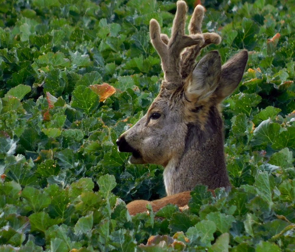 Roe deer resting